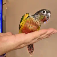 گرینچیک یلوساید|پرنده|تهران, سوهانک|دیوار