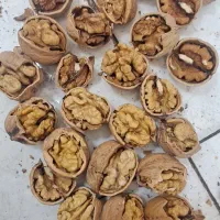 گردوی درشت و یک دست