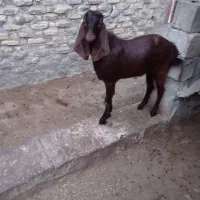 فروش ۲کهره نر