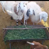 بره