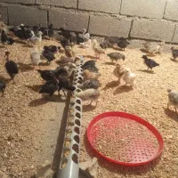 جوجه مرغ گلین گردن لخت سالم سالم واکسن خورده|حیوانات مزرعه|اندیمشک, |دیوار