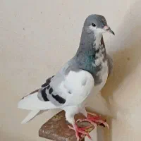 کبوتر شهری نر