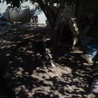 سگ گله