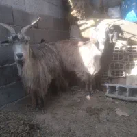 بزماده دوقلو زا آبستن وزن سنگین جوون گله ای