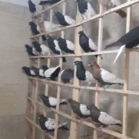 ماده رنگی همه خال جوان موجود