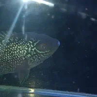 یدونه ماهی فلاور بخر با ۲تا هدیه|ماهی|ری, شهادت|دیوار