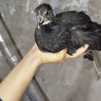 جوجه استرالوپ مشکی|حیوانات مزرعه|همدان, |دیوار