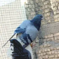 نر خرقه دمگیر دمپاک سر روس|پرنده|برخوار, |دیوار