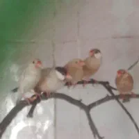 فنج نرگسی شکلاتی|پرنده|شیراز, جوادیه|دیوار