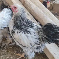 مرغ گلین|حیوانات مزرعه|رونیز, |دیوار