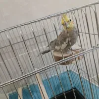 عروس هلندی نر ۱۰ ماهه|پرنده|قزوین, |دیوار