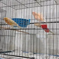 انواع قناری مست تک وجفت|پرنده|تاکستان, |دیوار