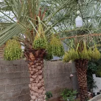 برداشتن پاجوش نخل در ازای تمیز کردن نخل|خدمات باغبانی و درختکاری|بوشهر, |دیوار