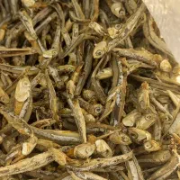 فروش ماهی متوتا بدون نمک