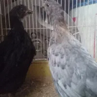 جوجه مرغ کشاورزی سه ماهه