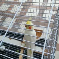 عروس هلندی نر