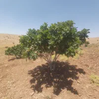 درخت انجیر|خدمات باغبانی و درختکاری|همایجان, |دیوار