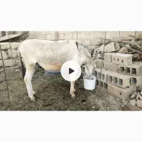خر (الاغ) تازه سواری|حیوانات مزرعه|شیراز, میانرود|دیوار