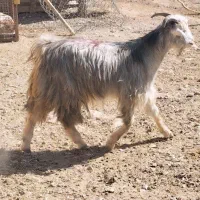 کهره چاق میش چاق بز چاق بره|حیوانات مزرعه|مرودشت, علیآباد|دیوار