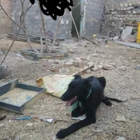 توله سگ قدر جونی اصل
