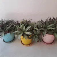 گل طبیعی