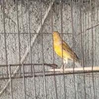 قناری نر سالم، جوجه و کهنه، رنگ متنوع|پرنده|کرج, خرمدشت|دیوار