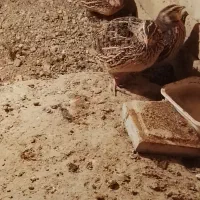 بلدرچین تخم گذار