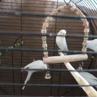 مرغ عشق حیوانات|پرنده|سقز, |دیوار