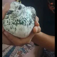 کبوتر‌گوم‌شوده‌هر‌نفری‌دید‌جایزه‌دارد5/000/000تومن