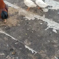 مرغ وخروس محلی|حیوانات مزرعه|مرودشت, گندم‎|دیوار