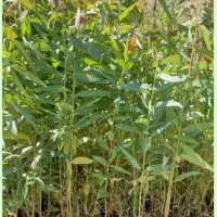 سفارش بهترین نوع اکالیپتوس جهت مزارع چوب