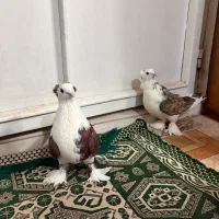 خروس و کفتر نقش و پرشی|پرنده|یزد, |دیوار