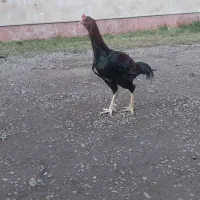 خروس لاری اصل