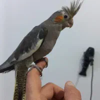 طوطی عروس هلندی سینامون|پرنده|شوشتر, |دیوار