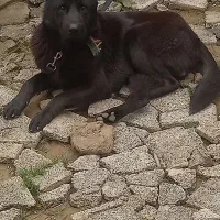 فروش فوری ژرمن بلک