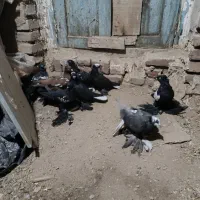 پرنده|پرنده|بناب, |دیوار