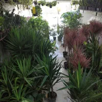 گل و گیاه آپارتمانی