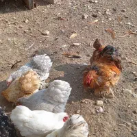 مرغ وخروس کوشین|حیوانات مزرعه|فومن, |دیوار