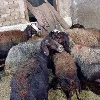 ۷راس میش افشاری آبستن