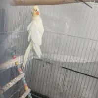 یک جف عروس هلندی|پرنده|برخوار, |دیوار