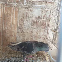 کبوتر کوهی دم سفید دو بال چاپ