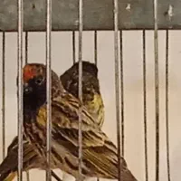 گلبسر وسهره