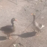 یک جفت غاز نر و ماده به فروش میرسد|حیوانات مزرعه|آبادان, |دیوار