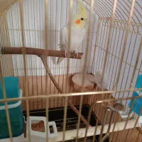 پرنده عروس هلندی|پرنده|دماوند, مسکن مهر گیلاوند|دیوار