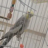 عروس هلندی|پرنده|شهریار, شهرک امیریه|دیوار