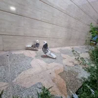 جفت شازده سرور|پرنده|اردکان, |دیوار