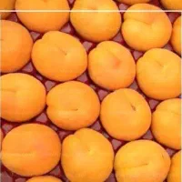 فروش نهال زردآلو انبه ای|خدمات باغبانی و درختکاری|جهرم, |دیوار