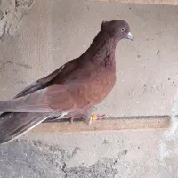 کبوتر نر و سرخ