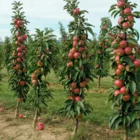 فروش ویژه پایه کشتبافتی سیب ملورین|خدمات باغبانی و درختکاری|سردشت, |دیوار