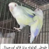 طوطی کوتوله ( برزیلی ) رنگ و نژادهای خاص ..|پرنده|بابل, |دیوار